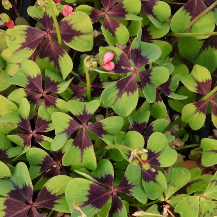 Oxalis deppei ‘Iron Cross’